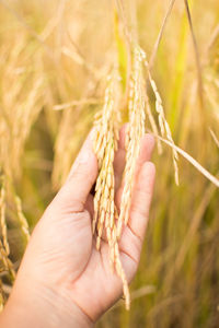 Close-up of hand holding cereal plants on field