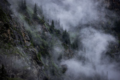 Panoramic view of trees in forest