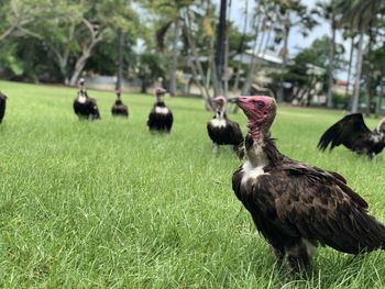 Vultures  on grass