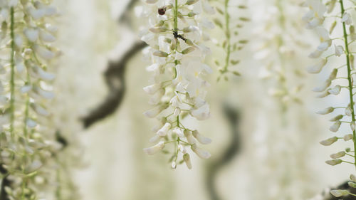 Close-up of white flowering plant