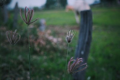 Close-up of plant on field