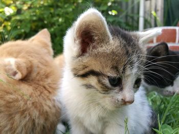 Close-up of cat outdoors