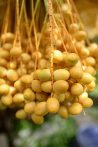 Close-up of fruits hanging on tree