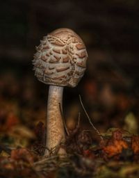 Close-up of mushroom growing on field