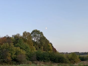 Scenic view of trees against clear sky