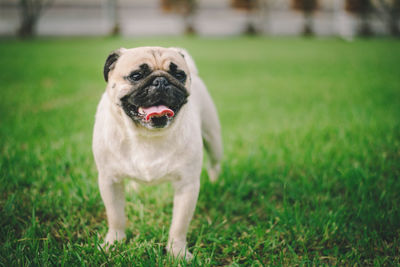 Portrait of dog on field