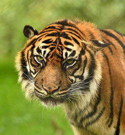 Close-up of a tiger 