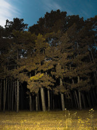 Trees on field against sky at night