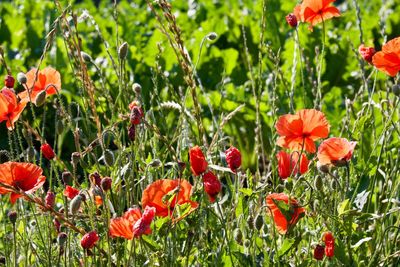 Close-up of red poppy flowers in field