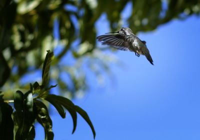 Low angle view of bird flying against clear sky