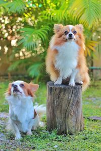 View of a dog looking away