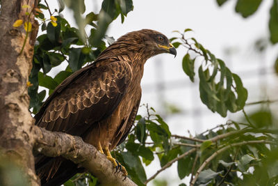 Low angle view of eagle perching on tree