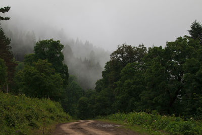 Road amidst trees against sky