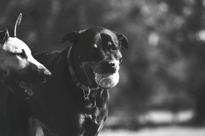 Close-up portrait of dog