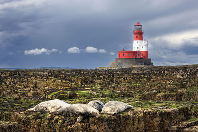 Grey seals resting on the outer farne island rocks between meals.