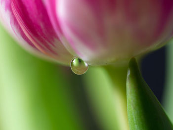 Close-up of raindrops on pink flower