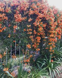 Flowers growing on plant