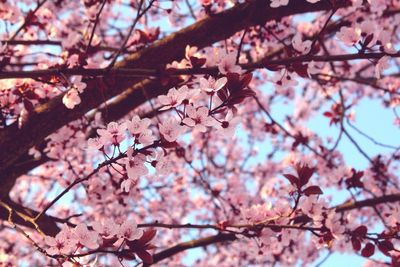 Low angle view of cherry blossoms