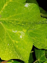 Close-up of wet plant