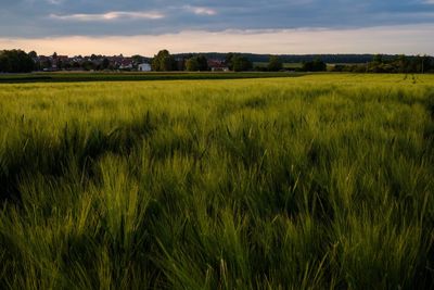 Scenic view of agricultural field against sky