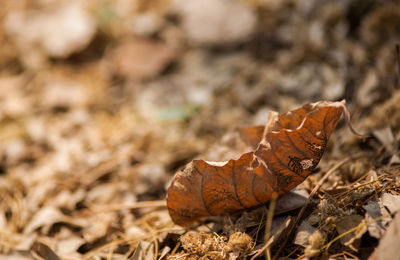 Close-up of dried autumn leaf on field