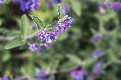 Close-up of purple flowers