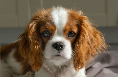 Close up portrait of cute dog puppy. cavalier king charles spaniel blenheim.