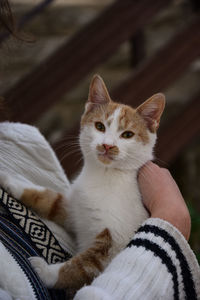 Portrait of kitten on hand