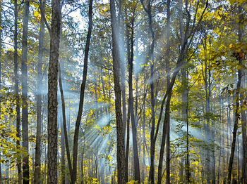 Low angle view of trees in forest