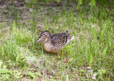 Duck on field