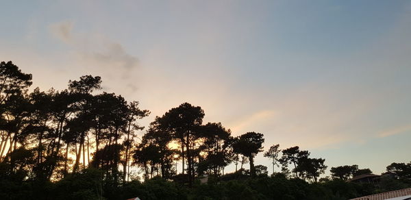 Low angle view of silhouette trees against sky during sunset