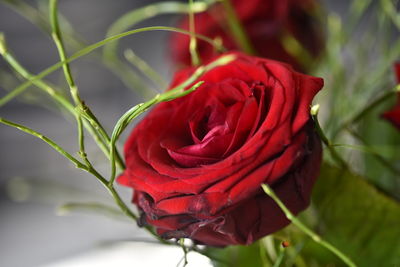Close-up of red rose