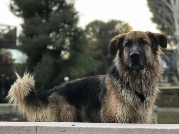 Close-up portrait of dog outdoors