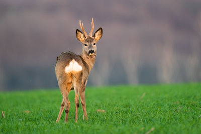 Portrait of deer standing on field