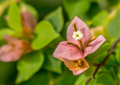 Close-up of flower blooming outdoors