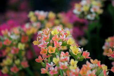 Close up of multi coloured kalanchoe flowers