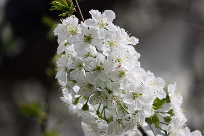 Close-up of white cherry blossom