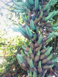 Close-up of leaves on plant