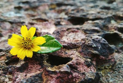 Close-up of yellow flowering plant on rock