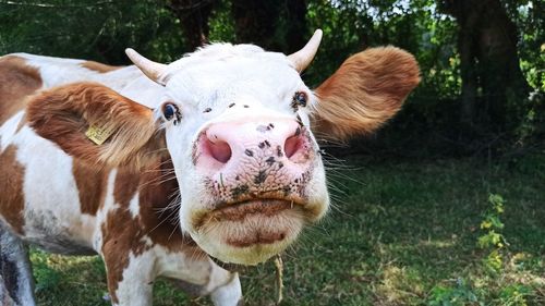 White and brown cow 