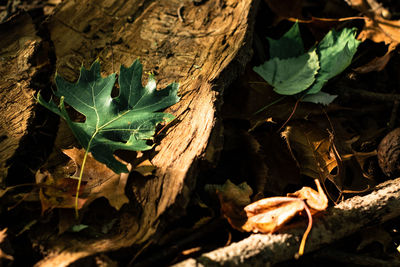 High angle view of dry leaves on field