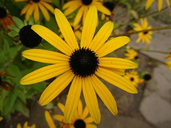 Close-up of yellow daisy blooming outdoors