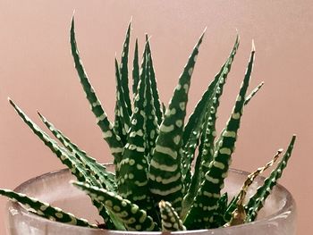 Close-up of succulent plant