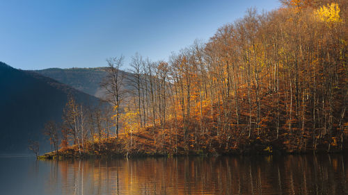 Plants by lake against sky during autumn