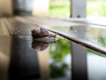 Close-up of snail on leaf