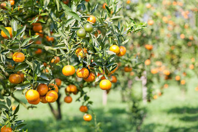 Close-up of oranges growing on tree