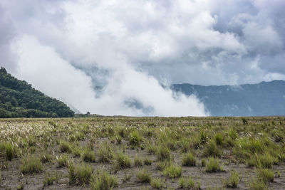 Scenic view of field against sky