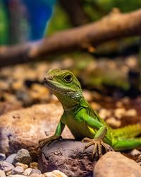 Close-up of lizard on rock