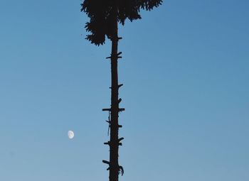 Low angle view of bird against clear blue sky