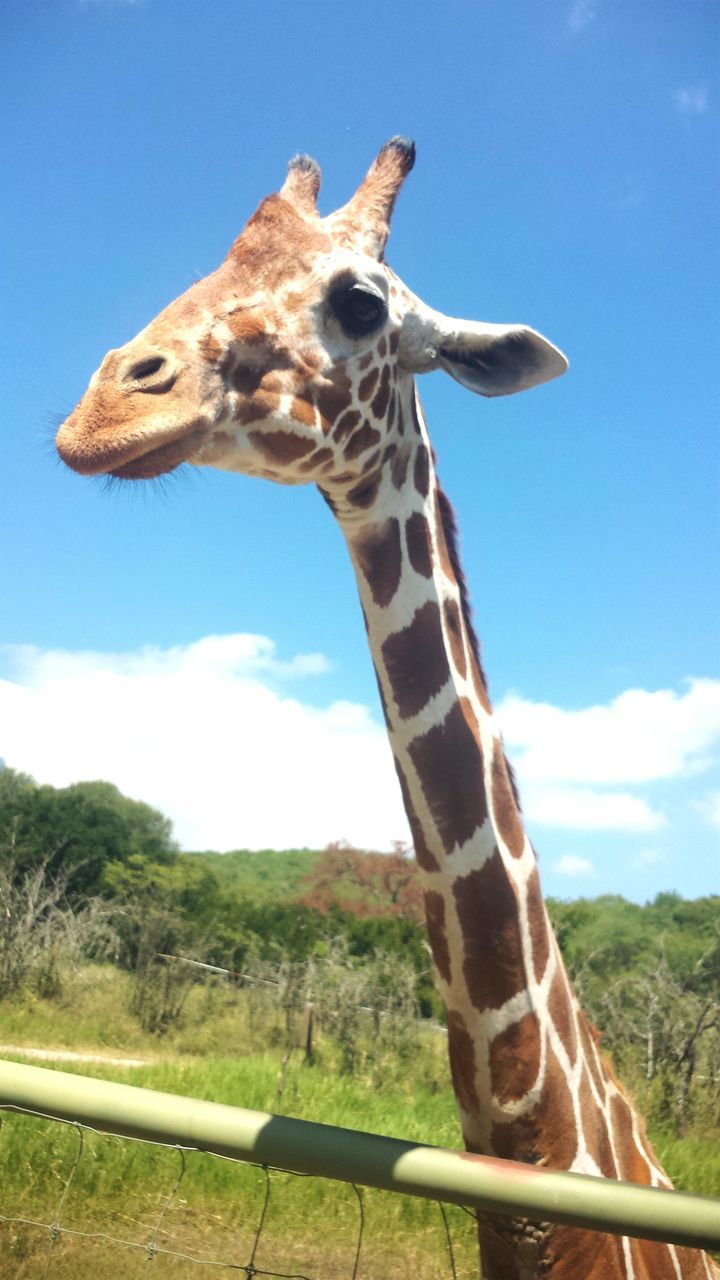 animal themes, giraffe, one animal, sky, low angle view, mammal, safari animals, tree, animals in the wild, standing, herbivorous, sunlight, wildlife, nature, blue, clear sky, day, field, horse, no people